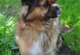 Domowy pupil - 