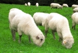 Owce na halach